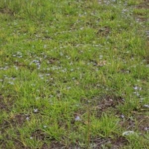 Isotoma fluviatilis subsp. australis at The Pinnacle - 7 Jan 2024