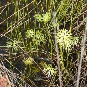 Ranunculus inundatus at Yerriyong, NSW - 6 Jan 2024