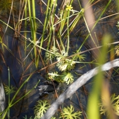 Ranunculus inundatus at Yerriyong, NSW - 6 Jan 2024