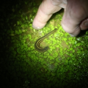 Hirudinea sp. (Class) at Bredbo, NSW - 25 Oct 2016