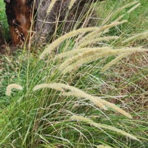 Cenchrus macrourus at Denman Prospect, ACT - 8 Jan 2024