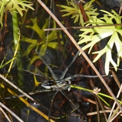 Dolomedes (genus) (Fishing spider) at Yerriyong, NSW - 6 Jan 2024 by RobG1