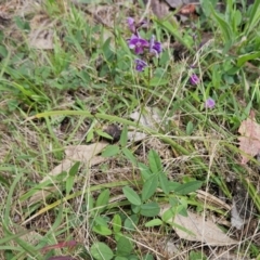 Glycine tabacina at The Pinnacle - 7 Jan 2024