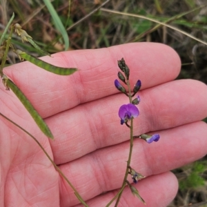 Glycine tabacina at The Pinnacle - 7 Jan 2024 10:46 AM