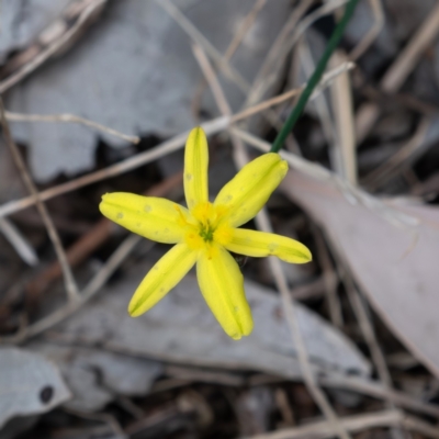 Tricoryne elatior (Yellow Rush Lily) at Cantor Crescent Woodland - 7 Jan 2024 by Untidy