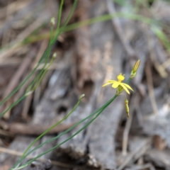 Tricoryne elatior at Cantor Crescent Woodland, Higgins - 7 Jan 2024