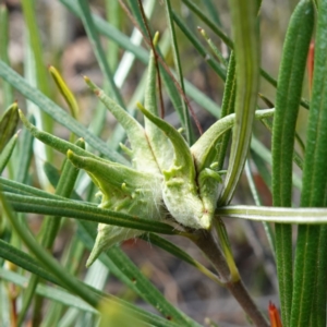 Lambertia formosa at Parma Creek Nature Reserve - 6 Jan 2024