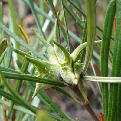Lambertia formosa (Mountain Devil) at Yerriyong, NSW - 6 Jan 2024 by RobG1