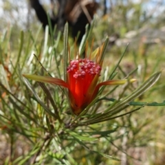 Lambertia formosa at Parma Creek Nature Reserve - 6 Jan 2024