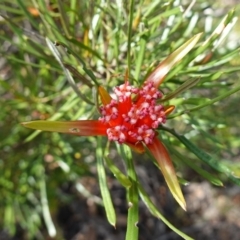 Lambertia formosa at Parma Creek Nature Reserve - 6 Jan 2024