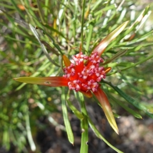 Lambertia formosa at Parma Creek Nature Reserve - 6 Jan 2024