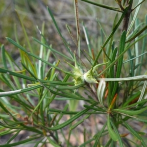 Lambertia formosa at Parma Creek Nature Reserve - 6 Jan 2024 04:02 PM