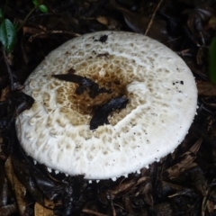 Agaricus sp. (Agaricus) at Isaacs, ACT - 8 Jan 2024 by Mike