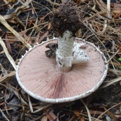 Agaricus sp. at Isaacs, ACT - 8 Jan 2024