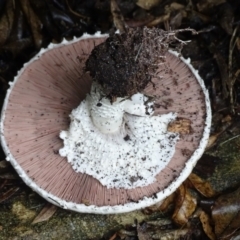 Agaricus sp. at Isaacs, ACT - 8 Jan 2024