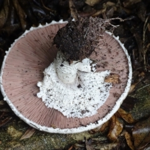 Agaricus sp. at Isaacs, ACT - 8 Jan 2024