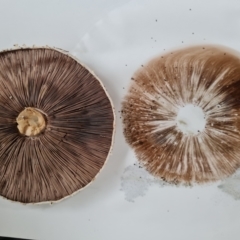 Agaricus sp. at Isaacs, ACT - 8 Jan 2024