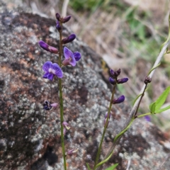 Glycine tabacina (Variable Glycine) at Whitlam, ACT - 7 Jan 2024 by sangio7