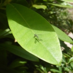 Dolichopodidae (family) (Unidentified Long-legged fly) at Isaacs, ACT - 7 Jan 2024 by Mike