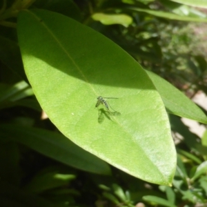 Dolichopodidae (family) at Isaacs, ACT - 7 Jan 2024