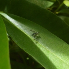 Dolichopodidae (family) at Isaacs, ACT - 7 Jan 2024 12:38 PM