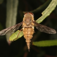 Trichophthalma punctata (Tangle-vein fly) at Ainslie, ACT - 6 Jan 2024 by jb2602