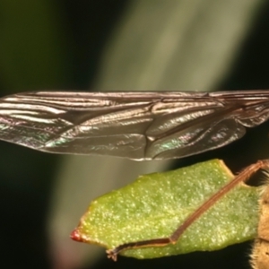 Trichophthalma punctata at Mount Ainslie - 6 Jan 2024