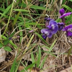 Glycine tabacina (Variable Glycine) at Hawker, ACT - 7 Jan 2024 by sangio7