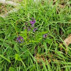 Glycine tabacina (Variable Glycine) at The Pinnacle - 7 Jan 2024 by sangio7