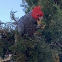 Callocephalon fimbriatum (Gang-gang Cockatoo) at Hughes, ACT - 8 Jan 2024 by ruthkerruish