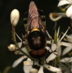 Odontomyia hunteri (Soldier fly) at Ainslie, ACT - 6 Jan 2024 by jb2602