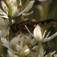 Odontomyia hunteri at Mount Ainslie - 6 Jan 2024