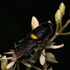 Odontomyia hunteri at Mount Ainslie - 6 Jan 2024 04:58 PM