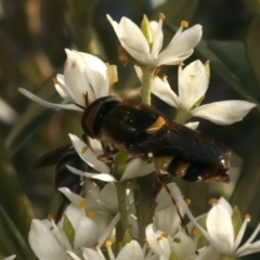 Odontomyia hunteri at Mount Ainslie - 6 Jan 2024