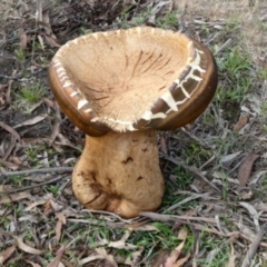 Phlebopus marginatus (Giant Bolete) at Namadgi National Park - 7 Jan 2024 by Wheatee