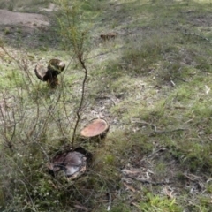 Phlebopus marginatus at Namadgi National Park - 7 Jan 2024