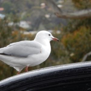 Chroicocephalus novaehollandiae at Kingston Beach, TAS - 1 Dec 2019 10:54 AM