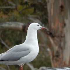 Chroicocephalus novaehollandiae at Kingston Beach, TAS - 1 Dec 2019 10:54 AM