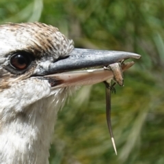 Lampropholis delicata at Vincentia, NSW - suppressed