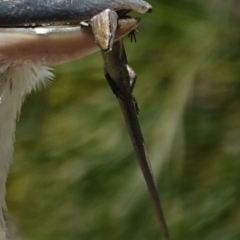 Lampropholis delicata at Vincentia, NSW - suppressed