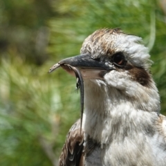 Lampropholis delicata at Vincentia, NSW - 7 Jan 2024