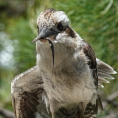 Lampropholis delicata at Vincentia, NSW - suppressed