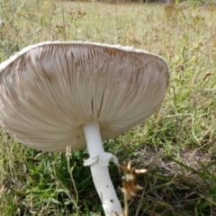 Macrolepiota dolichaula (Macrolepiota dolichaula) at Namadgi National Park - 7 Jan 2024 by Wheatee