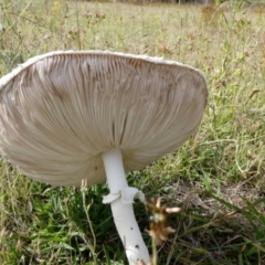 Macrolepiota dolichaula (Macrolepiota dolichaula) at Rendezvous Creek, ACT - 6 Jan 2024 by Wheatee