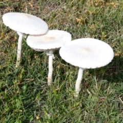 Macrolepiota dolichaula at Namadgi National Park - 7 Jan 2024 09:00 AM