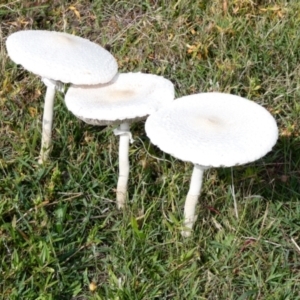 Macrolepiota dolichaula at Namadgi National Park - 7 Jan 2024