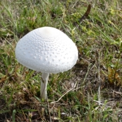 Macrolepiota dolichaula at Namadgi National Park - 7 Jan 2024