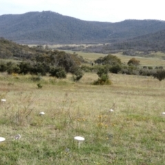 Macrolepiota dolichaula at Namadgi National Park - 7 Jan 2024 09:00 AM