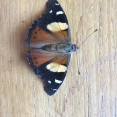 Vanessa itea (Yellow Admiral) at Hughes, ACT - 8 Jan 2024 by ruthkerruish