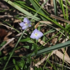 Veronica gracilis (Slender Speedwell) at Tharwa, ACT - 6 Jan 2024 by RAllen